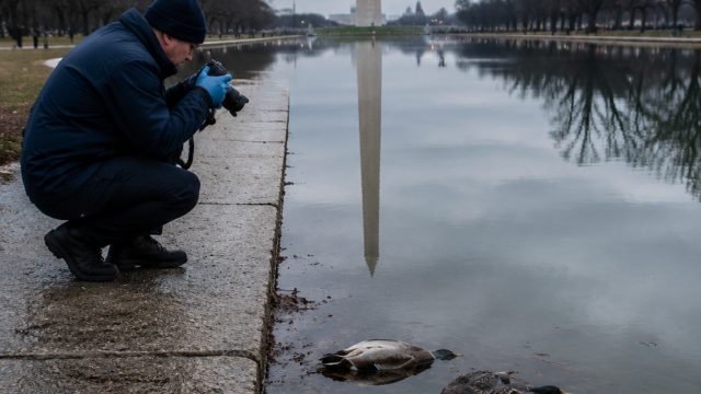 Mystery Surrounds Dead Ducks at Iconic Reflecting Pool | volkswagen f1, slot mpo tanpa potongan puls