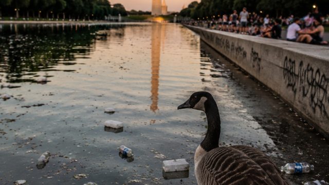 Vandalism and Wildlife Concerns Spark Debate at National Mall Pool | bet356 live, tajir 4d, rtp jbs8