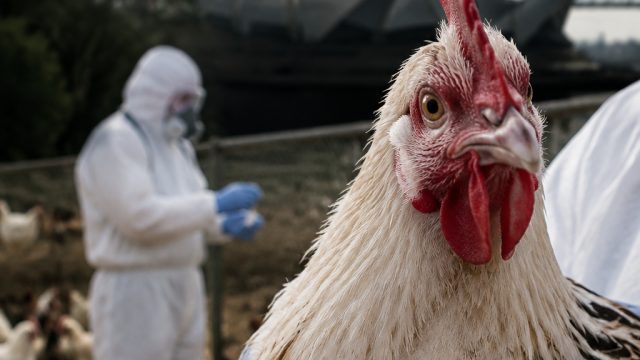 Urgent Alert: H5N1 Bird Flu Outbreak Spreads to Multiple Australian States | rtp slot bro138, cara j