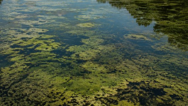 The Algae Dilemma: Why Protecting the Lincoln Memorial Reflecting Pool Matters Now | slot online ter